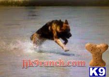German Shepherd Puppies in CA